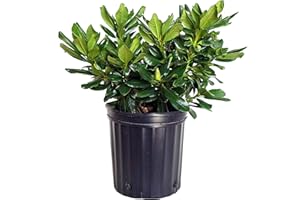 GREEN PROMISE FARMS Rhododendron yak. Miyama 'Gold Prinz' (Rhododendron) Evergreen, antique mango flowers, #2 - Size Container