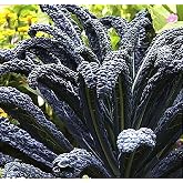 Black Magic Dinosaur Kale Seeds - 2 Feet Long Leaves - Approximately 500 Seeds