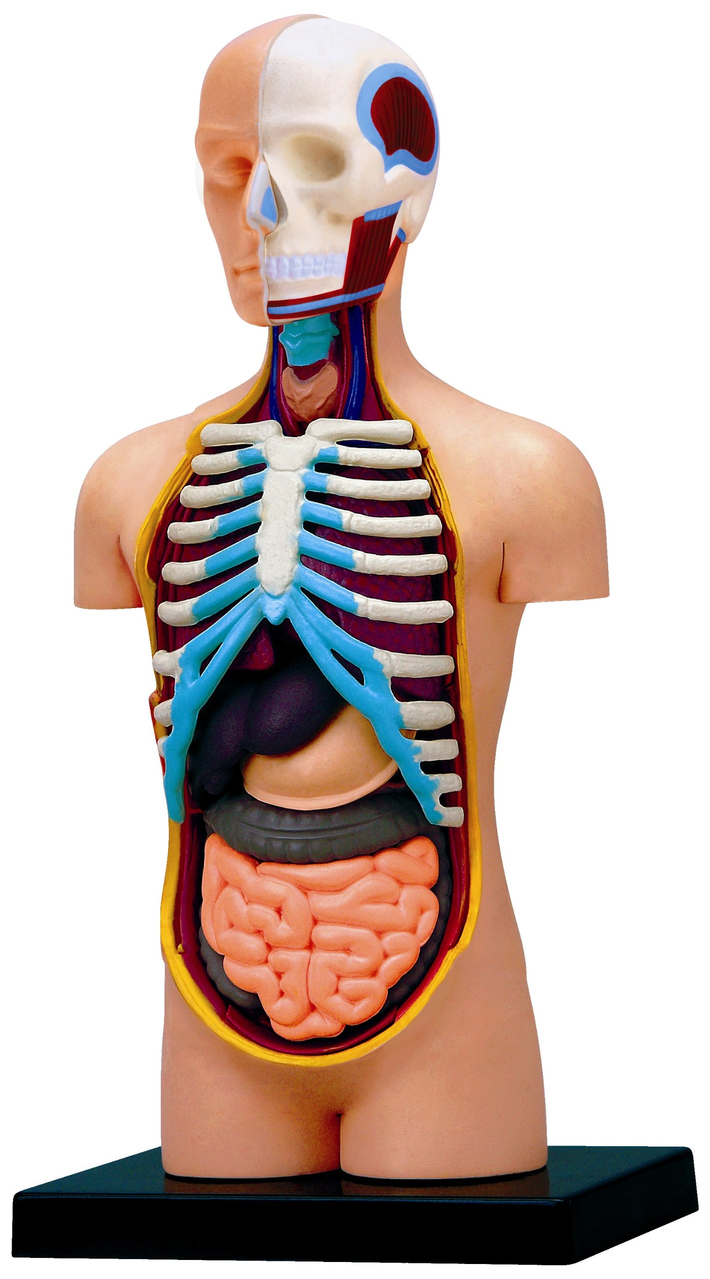 4D Vision Human Anatomy Torso Model