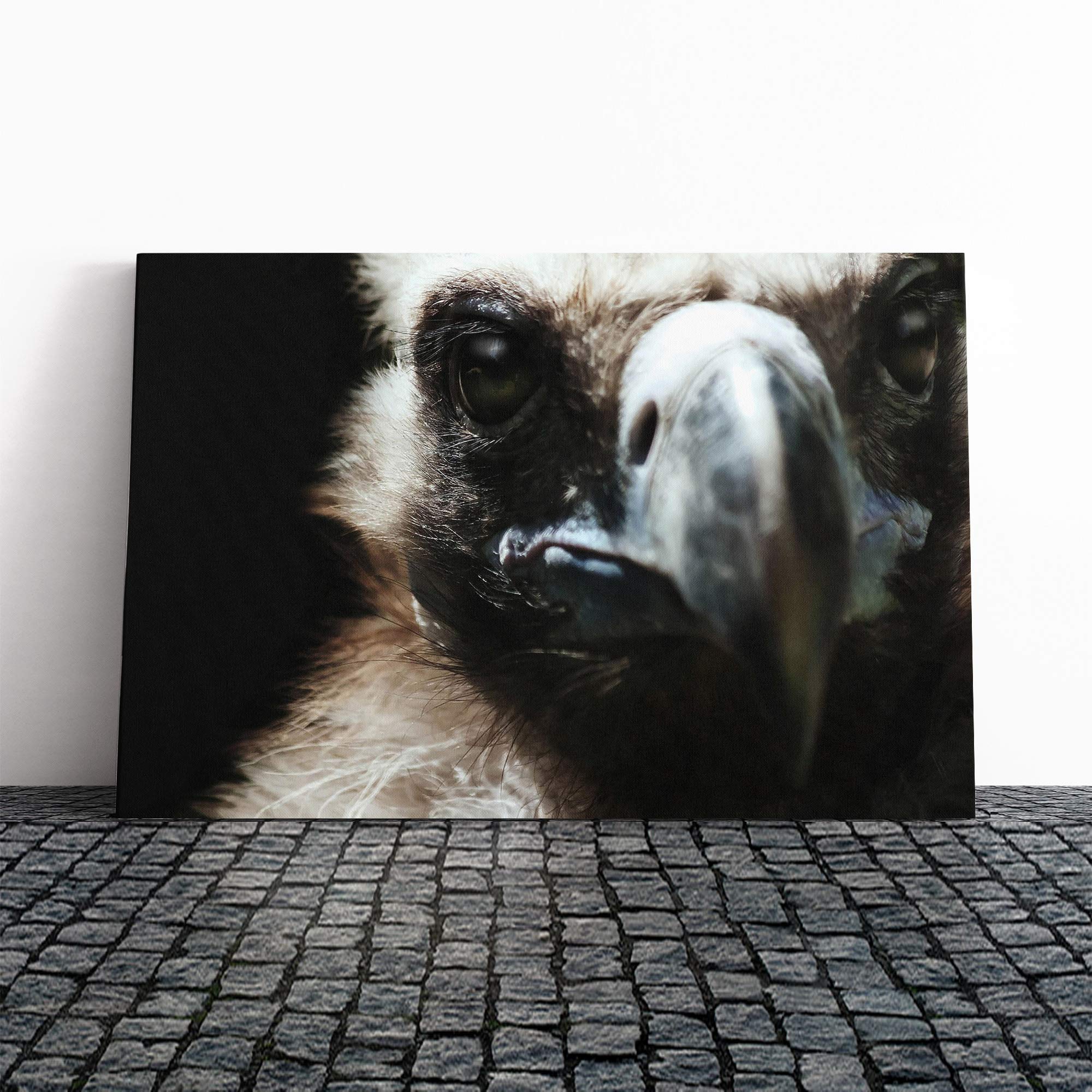 Vulture Bird (1) Canvas Print | Gallery Wrapped 30mm Frame Wall Art | 20x14 inches | Ready to Hang | Modern Animals Picture | Living Room Bedroom Lounge Office