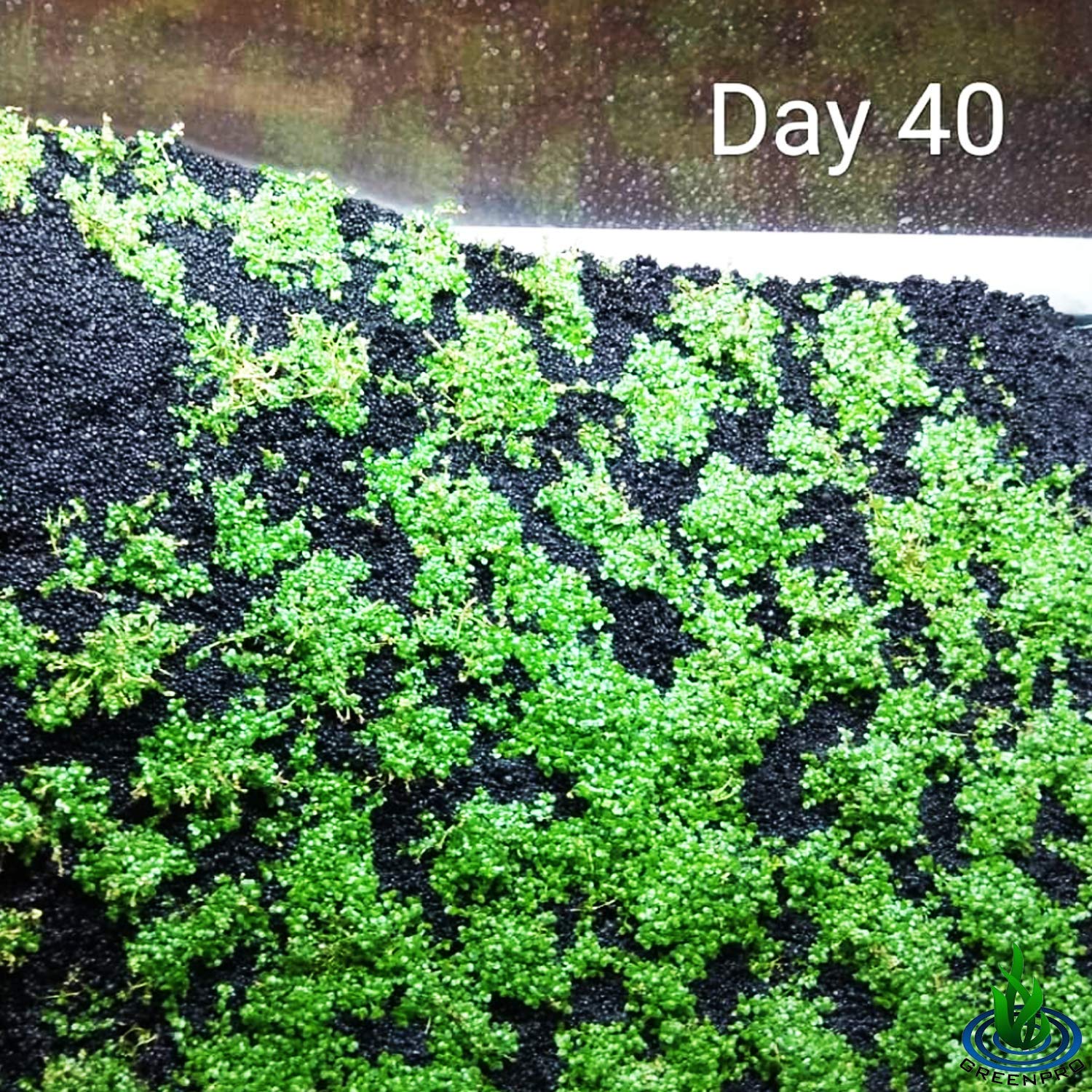 Dwarf Baby Tears Hemianthus Callitrichoides Java Moss Live Aquarium