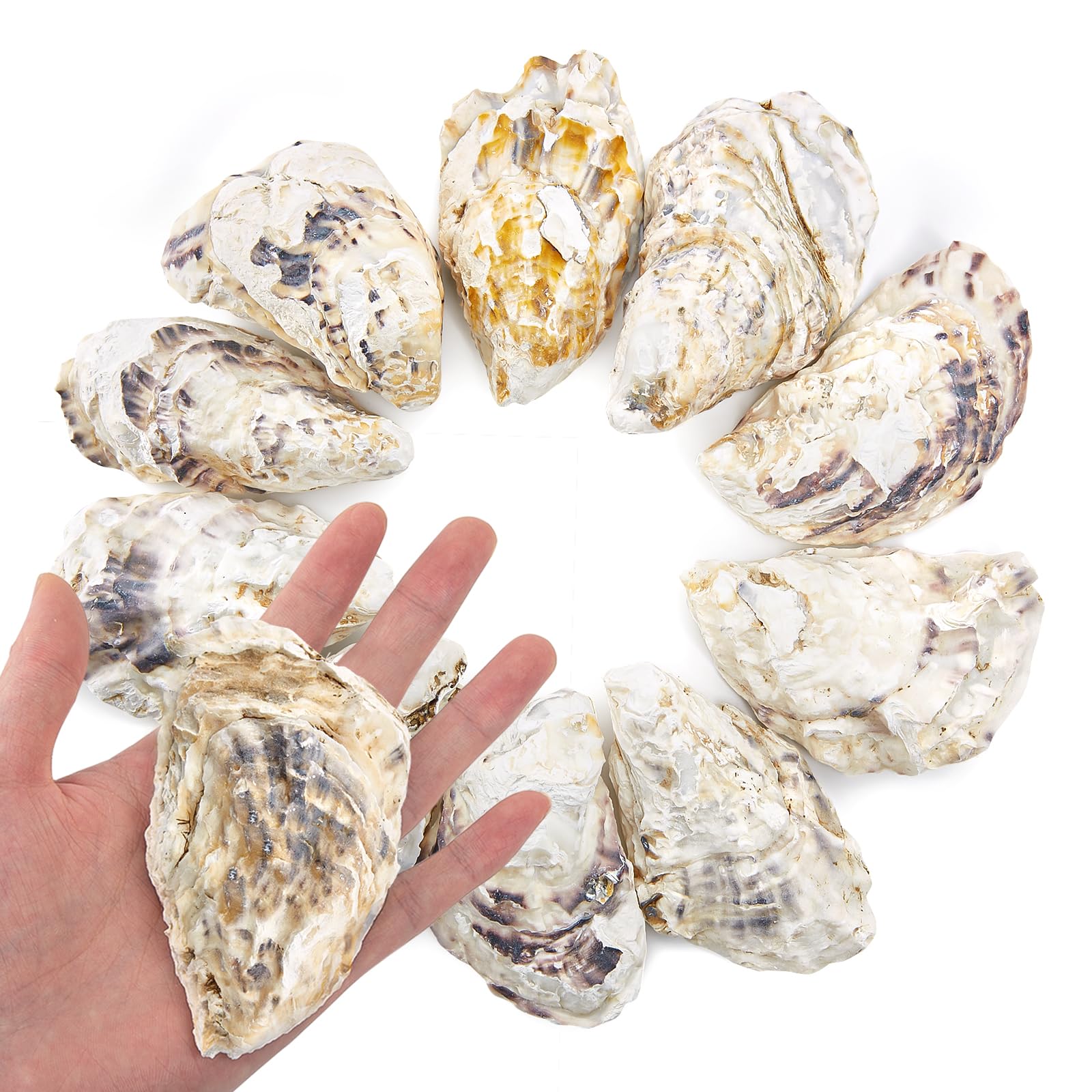 Photo 1 of 10pcs 3-4in Concave Oyster Shells, Oyster Shells for Crafts,Nautical Decor Vase Filler, Shell Bulk for Home Decor, DIY Crafts Sea Shells, Candle Making