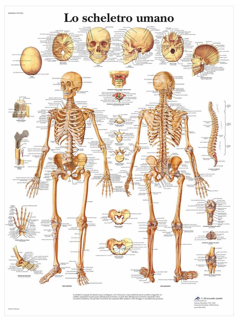 3B Scientific – Laminated Human Spine Chart – Anatomy & Pathology – UV & Dust-Protected Poster for Study, Teaching & Clinics