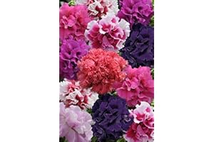 Caribou Seed Company | Double Cascade Glorious Mix Petunia | 30-35 Seeds | Huge Double Blooms | Fresh Canadian Seed