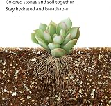 YUNSTK Mix Horticultural Lava Rock 2lb for Succulents Bonsai Drainage Garden view 3