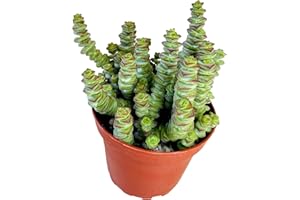 FAT PLANTS SAN DIEGO 4" Crassula 'Baby's Necklace', Live Trailing Succulent Fully Rooted in Pots with Soil Mix, Rare House Plant for Home Office Wedding Hanging Decoration, DIY Projects, Party Favor Gift by Fatplants