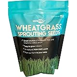 Wheatgrass Seeds | Non GMO | Grown in USA Wheat Grass Seeds | from Our Farm to Your Table (1 Pound)