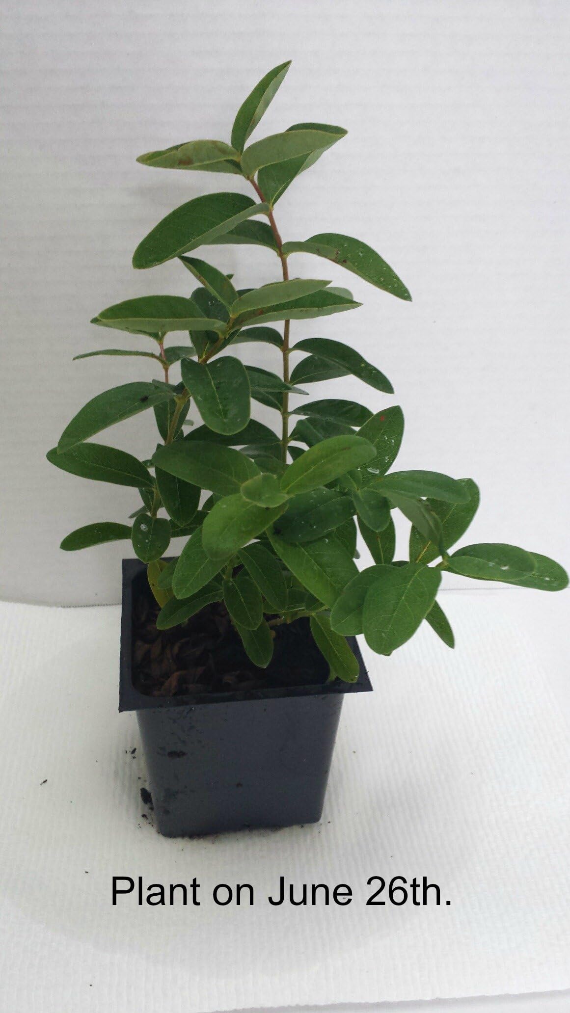 Hypericum calycinum St. Johns Wort Versatile Low Growing Ground Cover Plants - 1 Plant Per Order