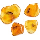 ELEGAMBER Baltic Amber Natural Fossil Insects,Insects from Millions of Years ago-Four Sets,True Insect Samples-Science Classroom Science Education Animal Specimens (Medium Amber Fossil Insects)