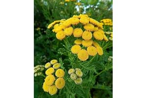 Common Tansy Tanacetum Vulgare 100+ Seeds (e)