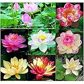 35pcs Bowl Lotus Seeds Mixed Lotus Seeds for Planting Water Lily Flower Aquatic Plants Seed Indoor Outdoor Garden Pond Grow E