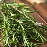 Newlands 8 Mixed Garden Herb Plug Plants – Ready to Pot, Labeled view 3