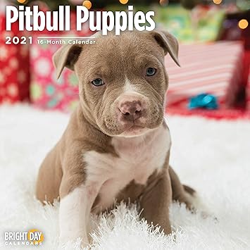 pit bulls puppies