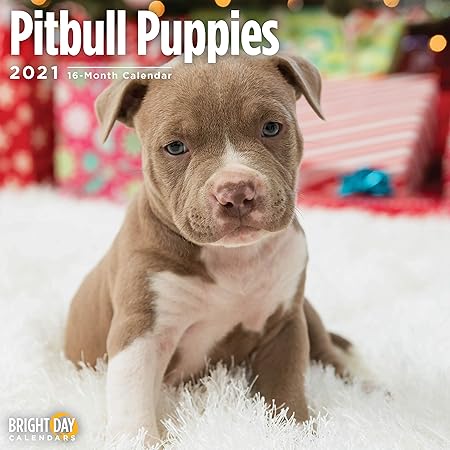 puppy pitbulls