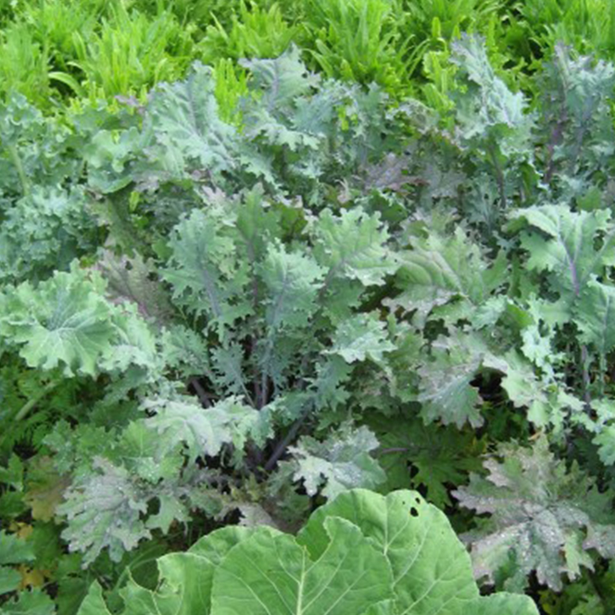 Red Russian Ragged Jack Kale Seeds - 40+ Rare Organic Non-GMO Seeds in FROZEN SEED CAPSULES for The Gardener & Rare Seeds Collector - Plant Seeds Now or Save Seeds for Years