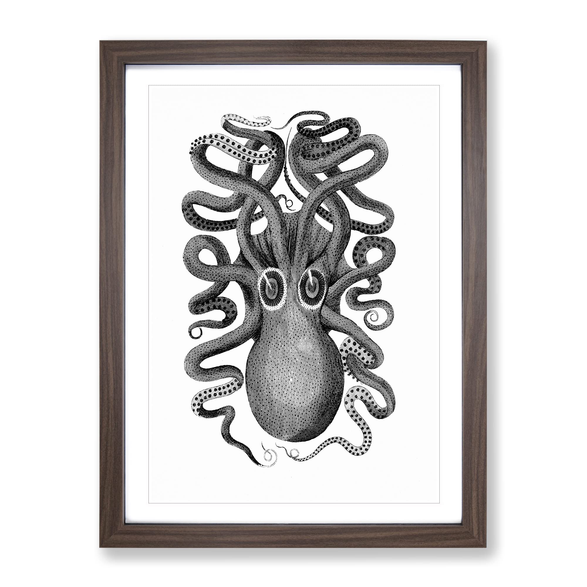 Octopus In Black & White By George Shaw Vintage Framed Wall Art Print, Ready to Hang Picture for Living Room Bedroom Home Office Décor, Walnut A3 (34 x 46 cm)