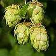 KVITER 150 Hops Seeds for Planting (Humulus Lupulus) – European Beer Hops, Common Hop Climbing Perennial Vine Heirloom seeds – Ideal Organic Hops for Brewing. Plant in Outdoor Garden, Pots & Trellises