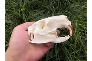 BRANDLESS Racoon Dog Skull,Cat Skull,Coypu Skull,Muskrat Skull,Fox Skull,Raccoon Dog Skull,Mink Skull,Taxiderm Skull Specimen
