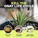 Bloom & Bud Fungus Gnat Killer 1 Litre Indoor Plant Protector Gravel Topper view 4