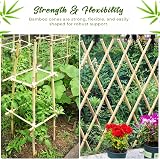 LOIBUYZ Bamboo Canes 5-6ft Heavy Duty Plant Supports for Outdoor Use view 4