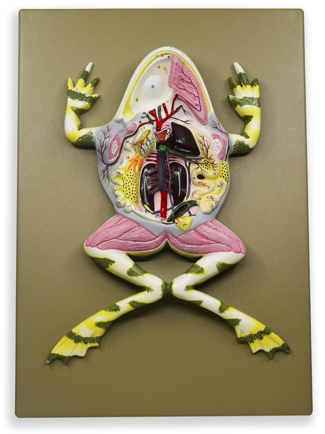 Frog Dissection Model 17 Inch Mounted With English Key Card Eisco Labs Amazon Com Industrial Scientific