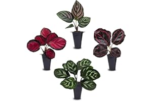 FAM PLANTS Calathea Collection (4 Pack) Live Plants – Stunning Foliage Prayer Plants Like Orbifolia, Rose Painted, White Star & Dottie – Easy Indoor Tropical Plants – Pet Friendly – Natural Air Purifiers
