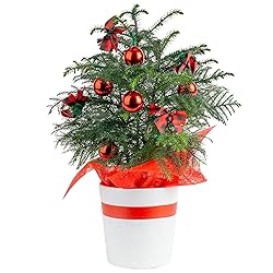 Costa Farms Live Christmas Tree, Medium Norfolk