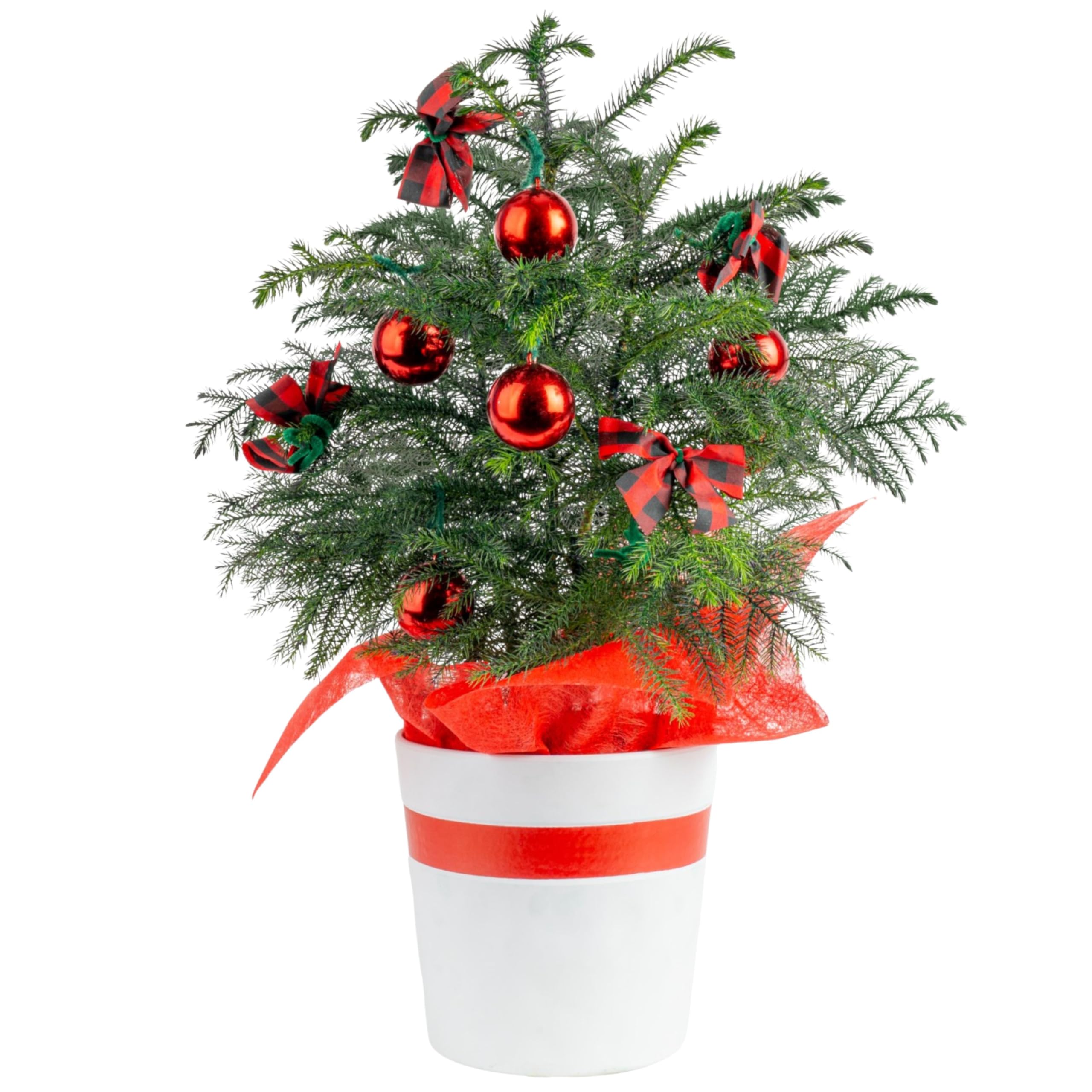 Costa Farms Live Christmas Tree, Medium Norfolk