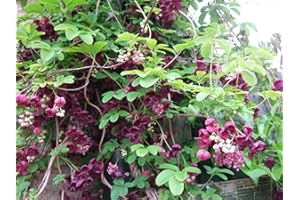 HIRT'S GARDENS Chocolate Vine Perennial - Edible - Akebia quinata - 2.5" Pot