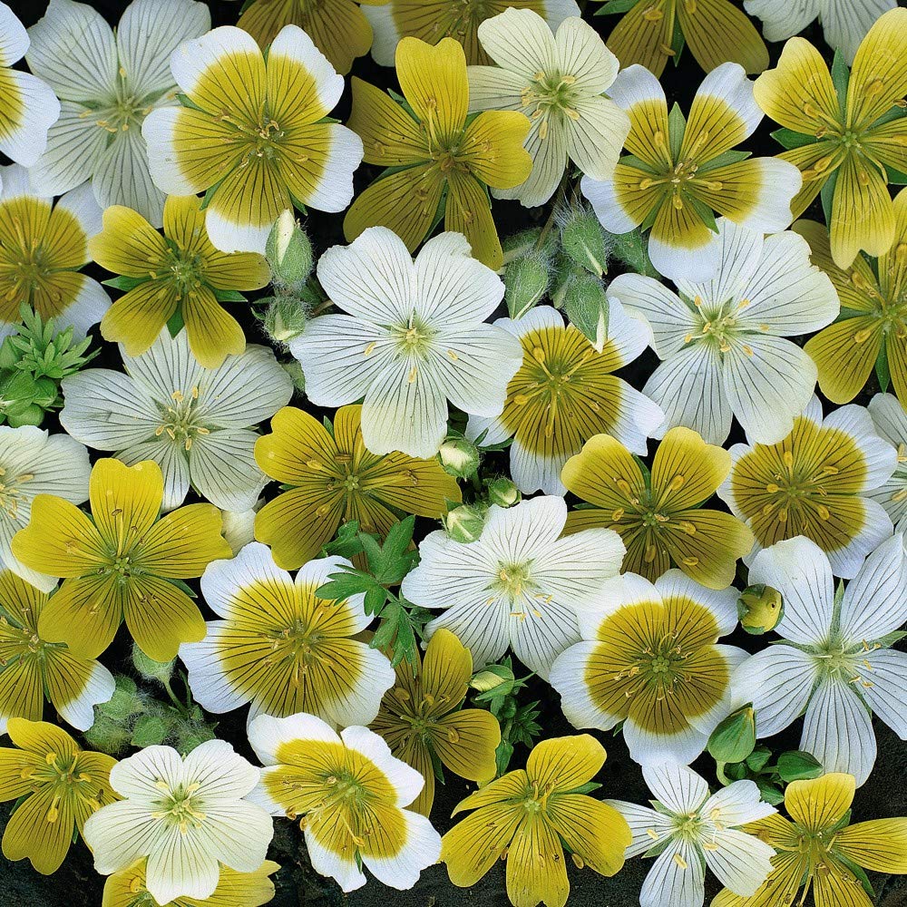 Poached Eggs Plants Limnathes Mixed, Yellow and White Flowers, Summer Bedding Plants, Gardens & Patios, 1 x Packet Limnathes Spanish Omelette Mixed Seeds (150 Seeds) by Thompson & Morgan