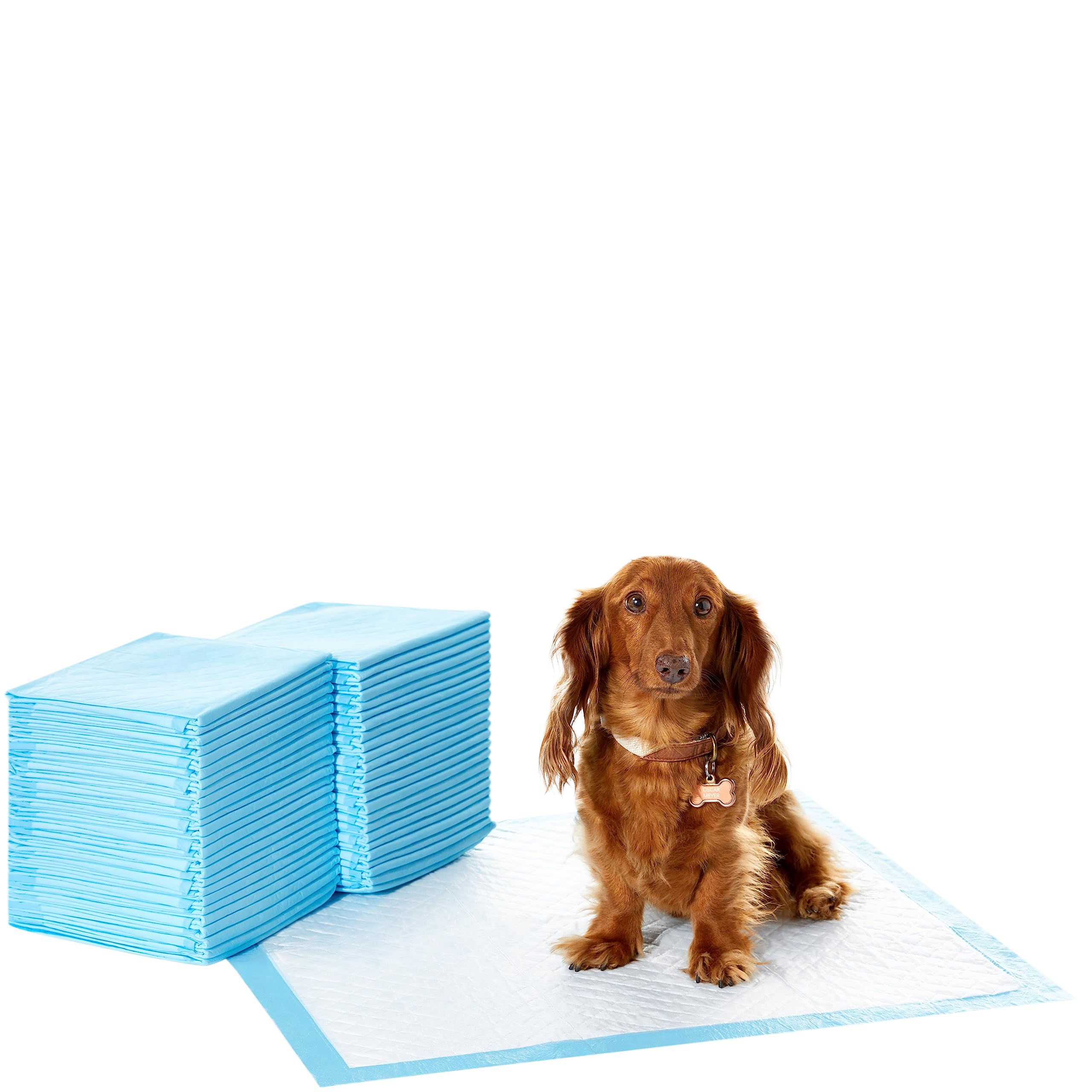 Amazon Basics Heavy Duty Dog and Puppy Training Pads, Leakproof with Quick-Dry Surface, Regular, Pack of 50, Blue & White
