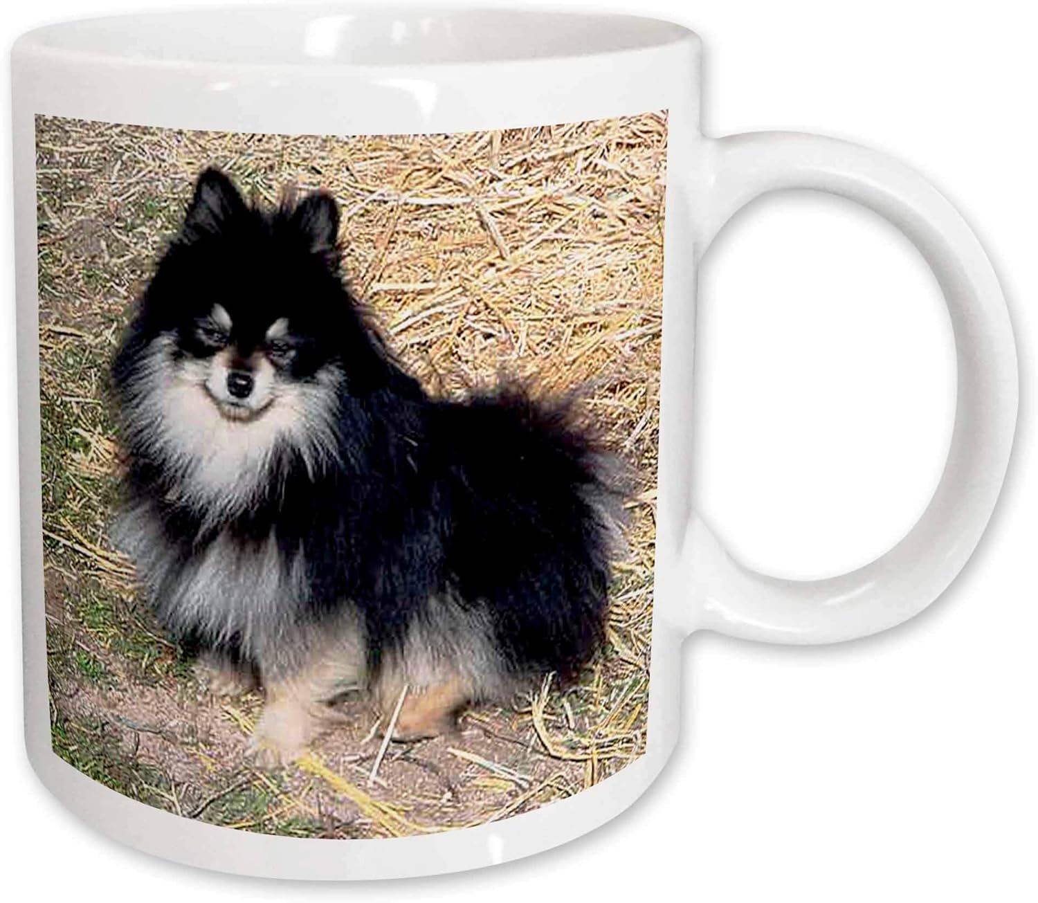 black and tan pomeranian