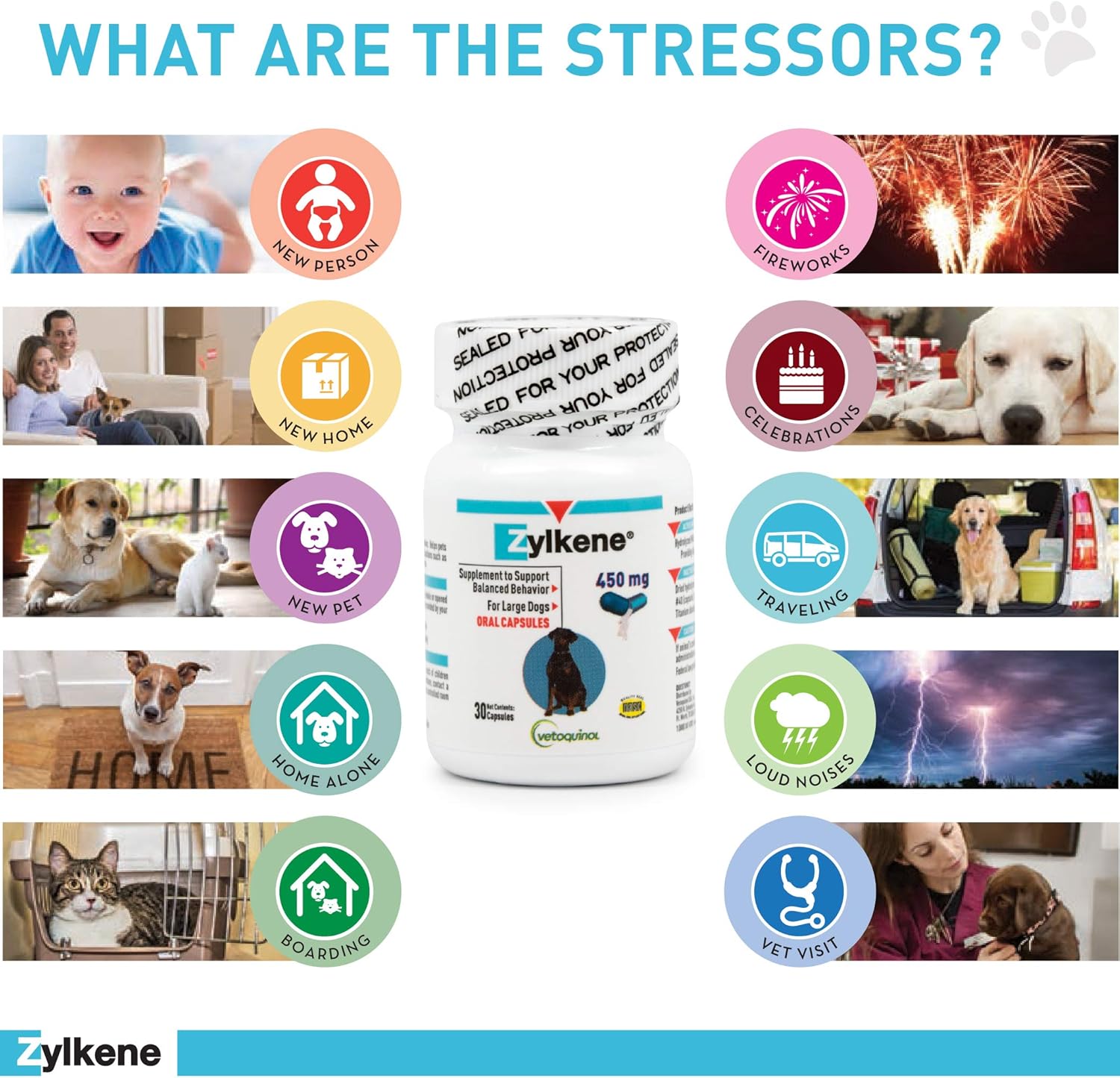 zylkene for dogs petbarn