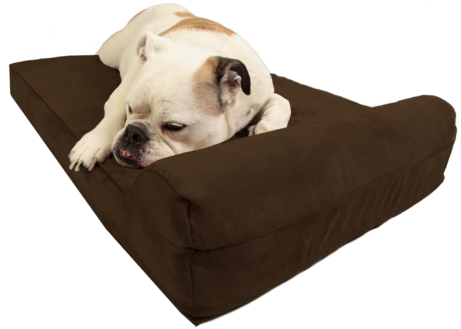 How to house-train a French bulldog 22