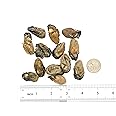 Dried Oysters 100% Natural Dried Seafood Hao Shi Hai Li 蠔豉 蚝豉 生蚝 (S 2lbs)
