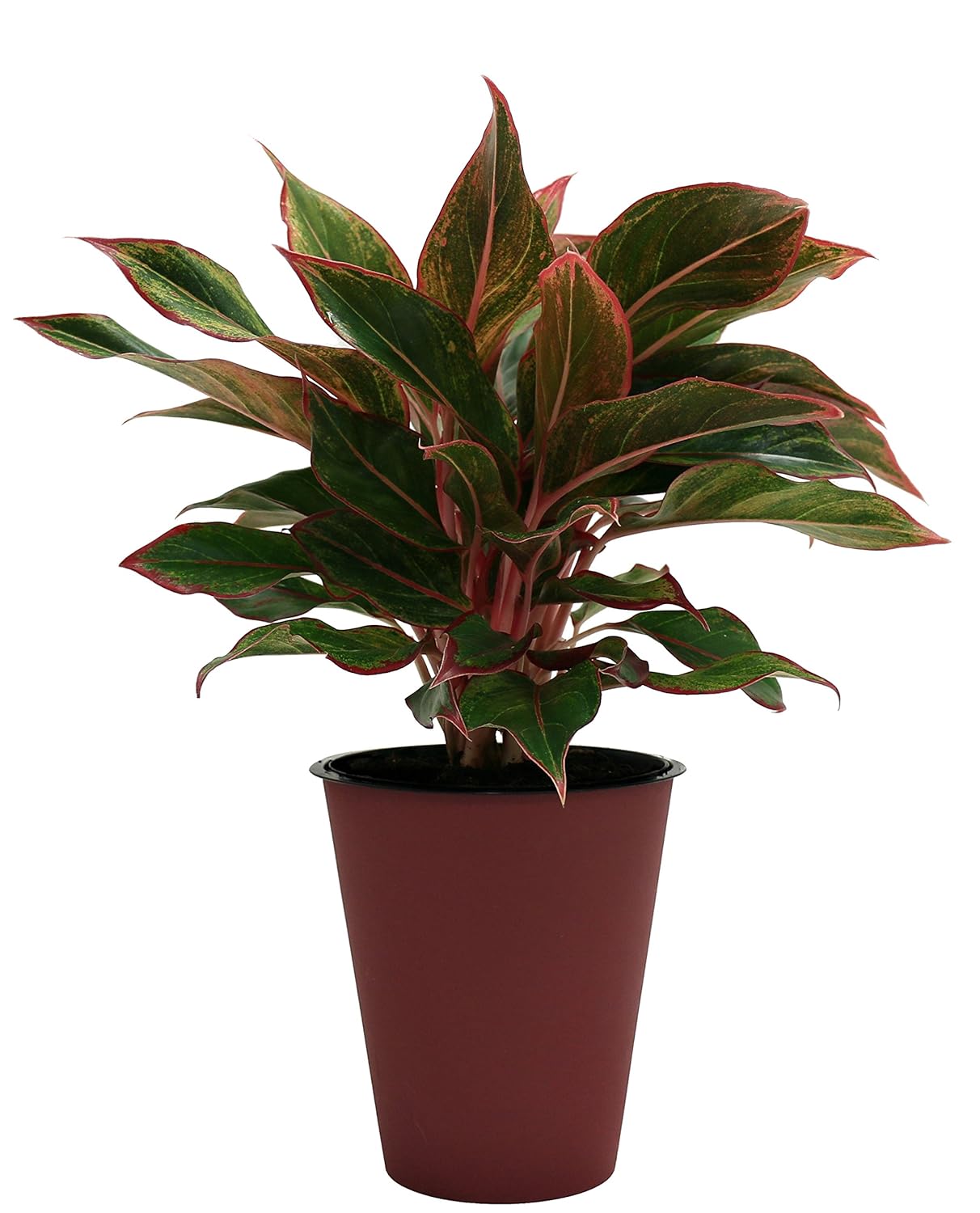 agora gazebo canopy on Gardening Costa Farms Siam Aglaonema Chinese Evergreen Live Indoor Tabletop Plant In 6 Inch Grower Pot Patio Lawn Garden