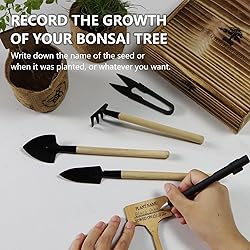 Bonsai Tree Kit for Beginners, DIY Growing Kits
