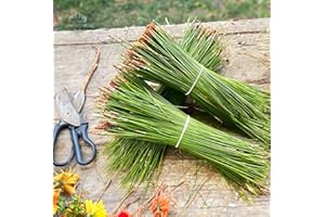 GENERIC Fresh Long Natural Pine Needles (Pinus Palustris)- 1lb - Organic 12-18"" for Craft, Weaving Baskets, Soaps, Florals, Etc., Green/Brown