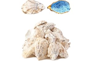 Letravagance 20Pcs Oyster Shells for Crafts， 3"-4" Large Oyster Shell for Crafts，Oyster Shell for Christmas 、Painting、 Beach Themes、 Wedding, Home Shells for Decoration and Sea Shells for Crafting