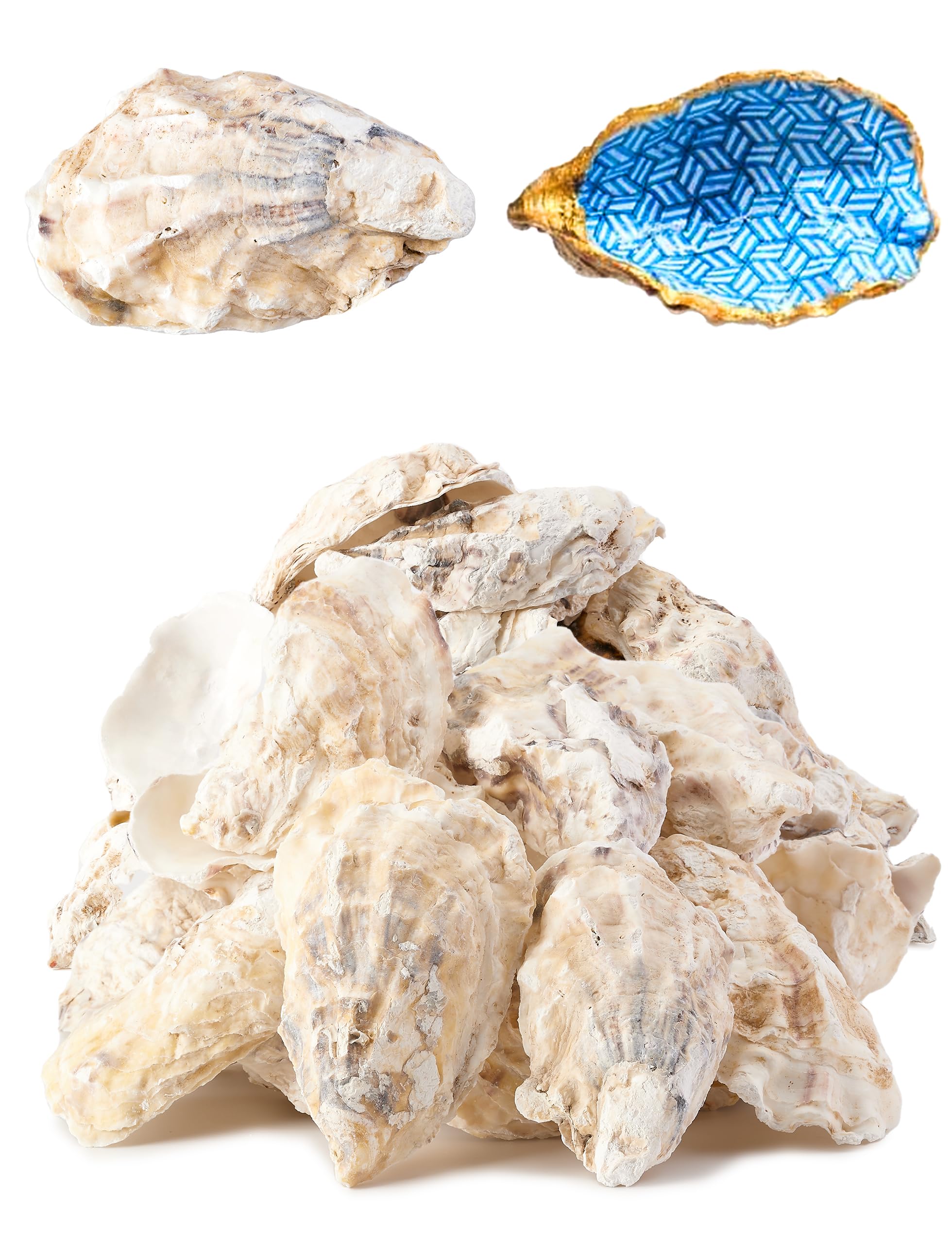 Shellaceded Oyster Shell Letravagance 20Pcs Oyster Shells for Crafts? 3