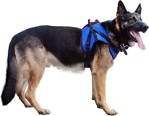 harness for dogs with arthritis