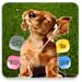 Talk To Your Dog