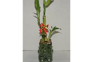 JM BAMBOO JMBAMBOO- Live 3 Style Lucky Bamboo Plant Arrangement with Ceramic elephant Vase