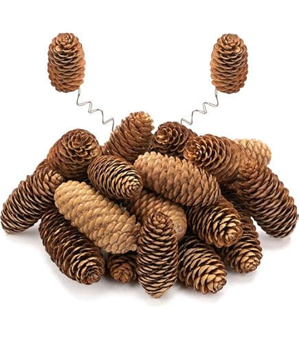 Lot De 15 Cônes De Pin Naturels – Taille Moyenne/grosse (~4-5 Cm) – Déco Artisanale Couronne – Neuf – USA