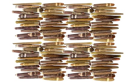 Quality Selected Seashells Approx 100 Pcs Shells Sea Urchin