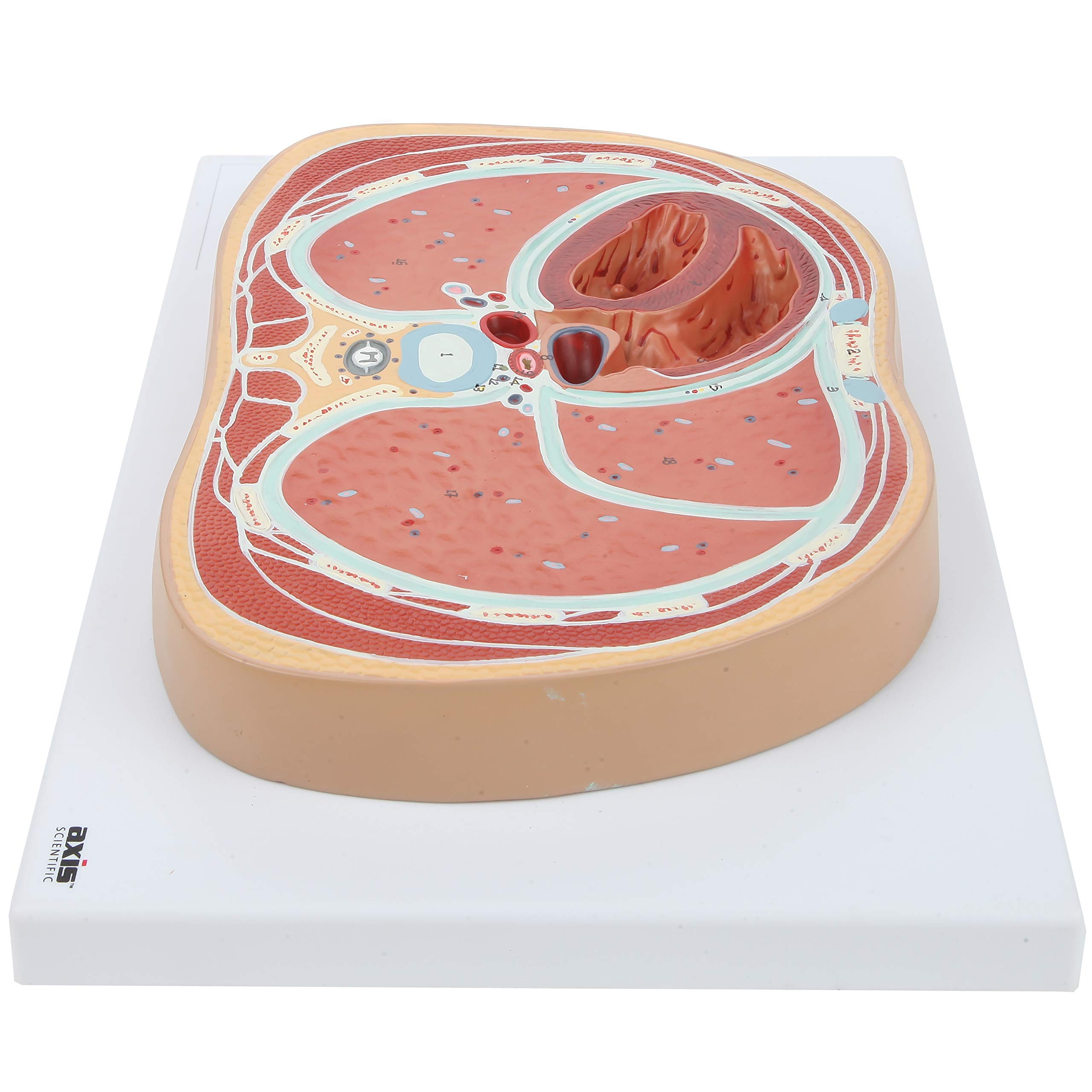 Axis Scientific Anatomy Model of Abdominal Cross Section at T6 | Offers View of Thorax at T6 Vertebrae | Depicts Vital Organs and Systems | Comes on Base | Includes Product Manual