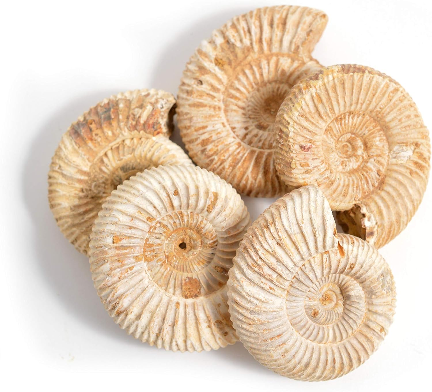 Serafino Genuine Fossil Madagascan Ammonite 150 Million Years Old! Jurassic Real Fossil 1-1.5" Shell Madagascar Fossil Great Gift For Science Education Collection - Image 3