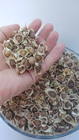 Raw Seeds Moringa Oleifera Seeds Pure Organic Non GMO 510 x view 5