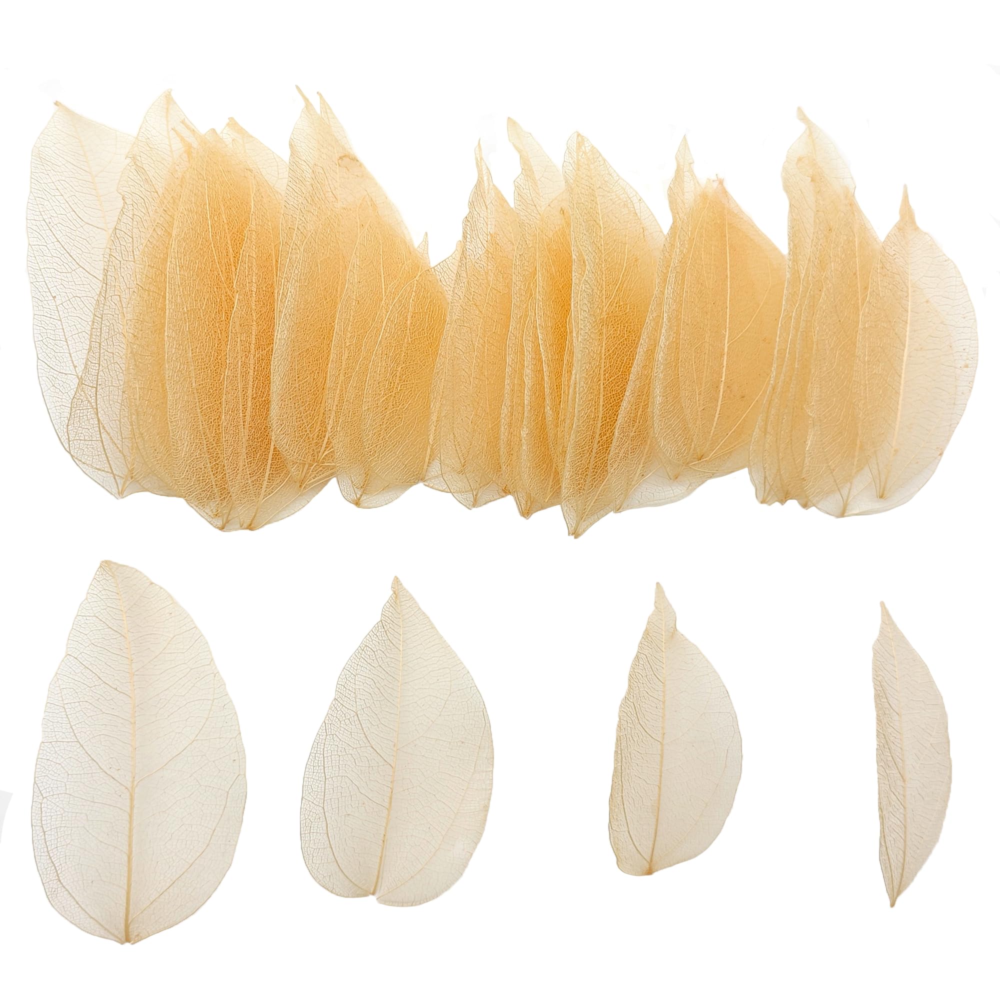 HAOBIN Pack of 50 Natural Skeleton Leaves Dried Leaves Skeleton Leaves Natural Dried Leaves Mixed for DIY Scrapbook Craft Card Making (Brown A)