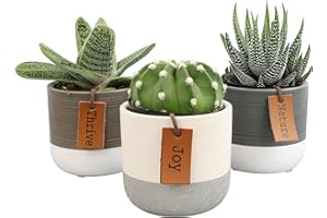 Succulents Plants Live in Plant Pot Set (3 Pack), Succulent Cactus Plants Live Plants, Indoor Plants Live Gardening Gifts for Plant Lovers, Live Succulents Plants Live Houseplants by Plants for Pets